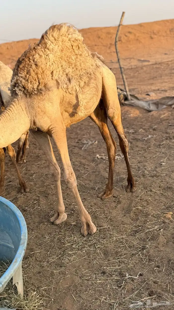 للبيع بكار ثنتين 1