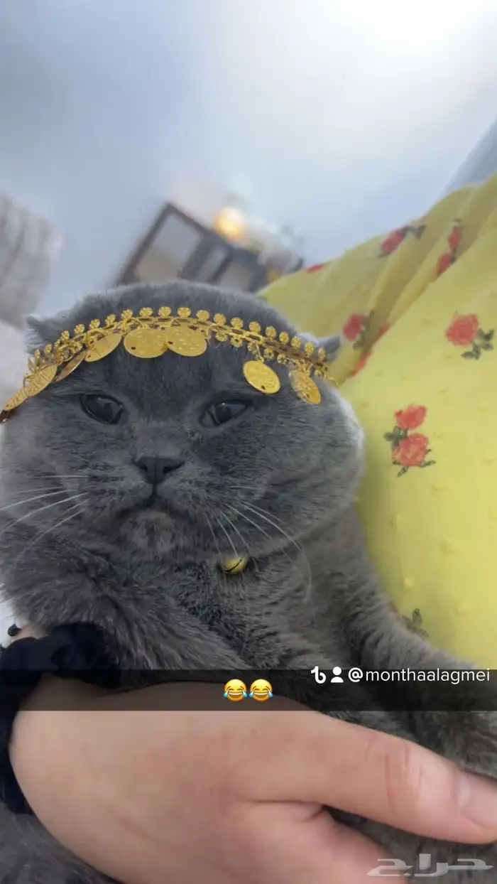 قط سكوتش فولد للتبني 0