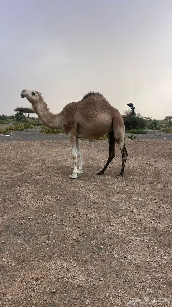 ناقه شقحى 1