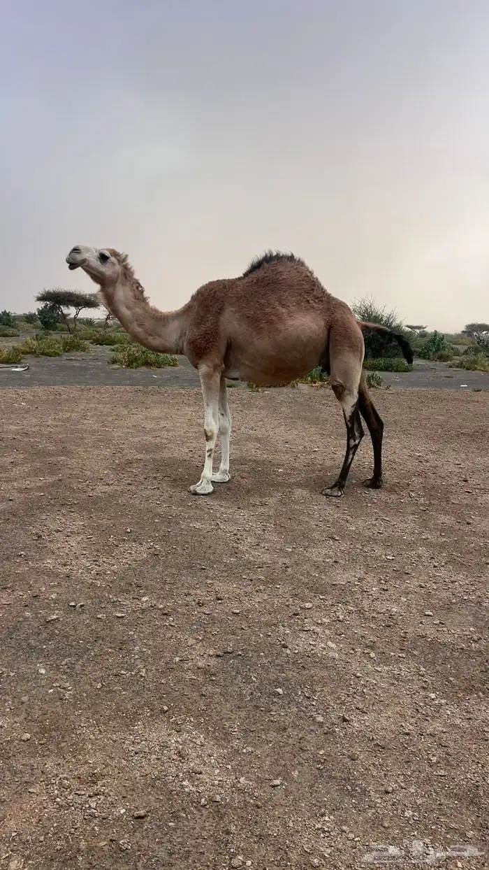 ناقه شقحى 2