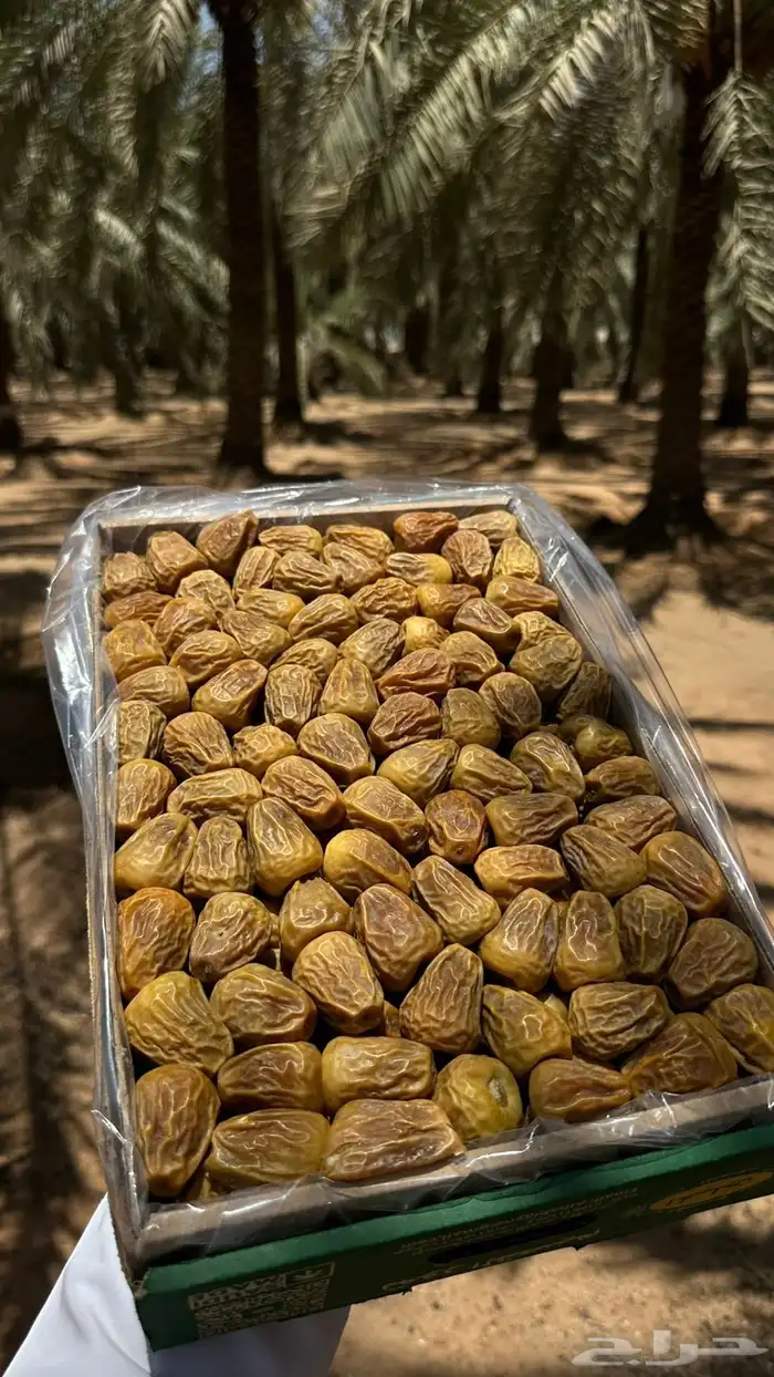 تمر سكري مفتل 1
