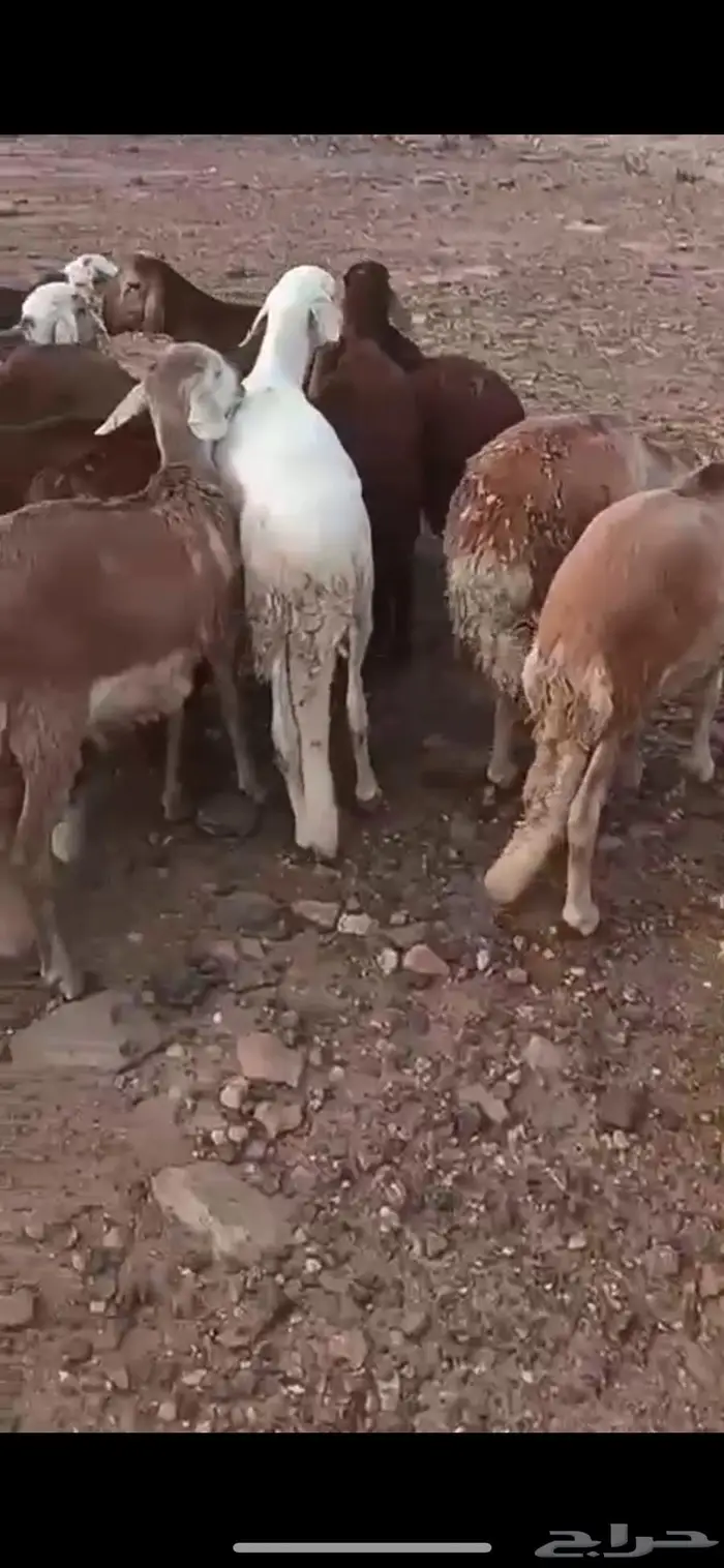 سواكني ابيض و احمر 5