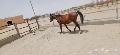 مهر عربي بورق 1