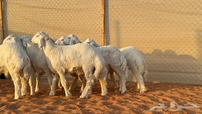 العبدالله للذبايح 4