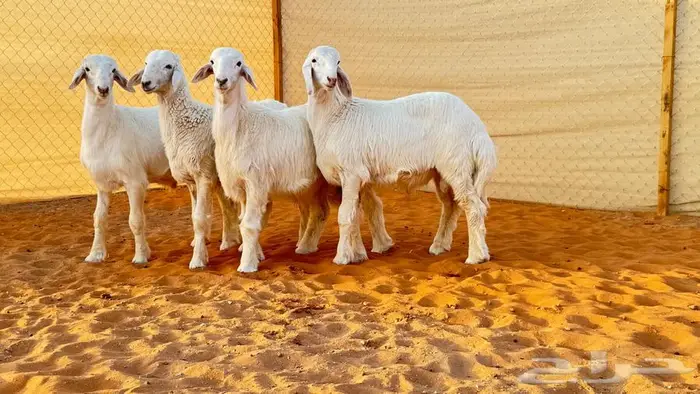 العبدالله للذبايح 0