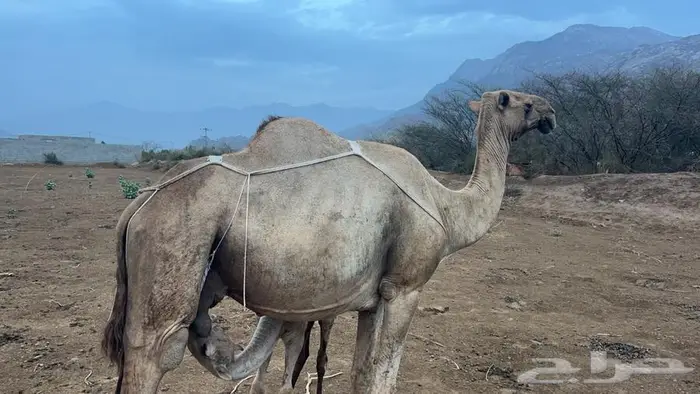 ناقة خلفه للبيع 1