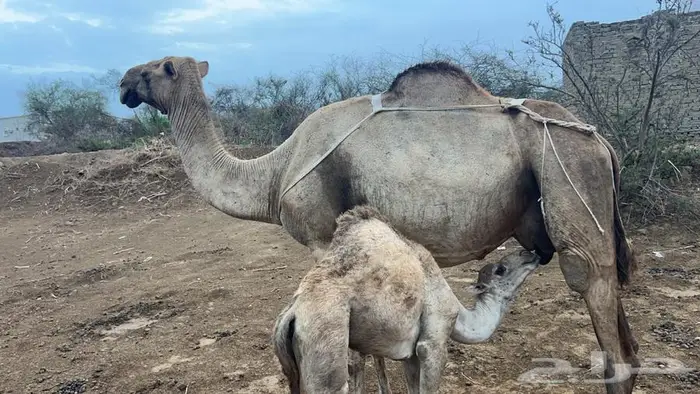 ناقة خلفه للبيع 0