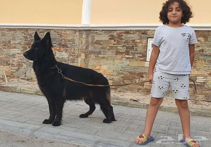 انثى جيرمن شيبرد رويال بلاك لونق هير شو لاين منتجة 8