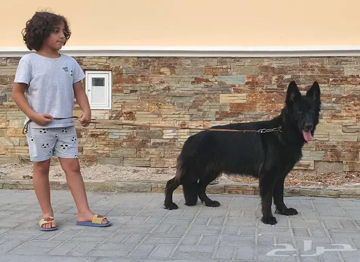 انثى جيرمن شيبرد رويال بلاك لونق هير شو لاين منتجة 10