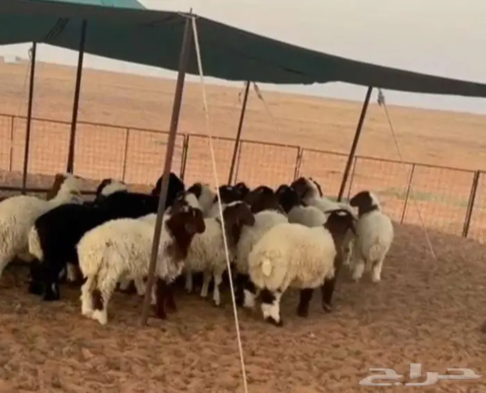 هرافي نعيم 0
