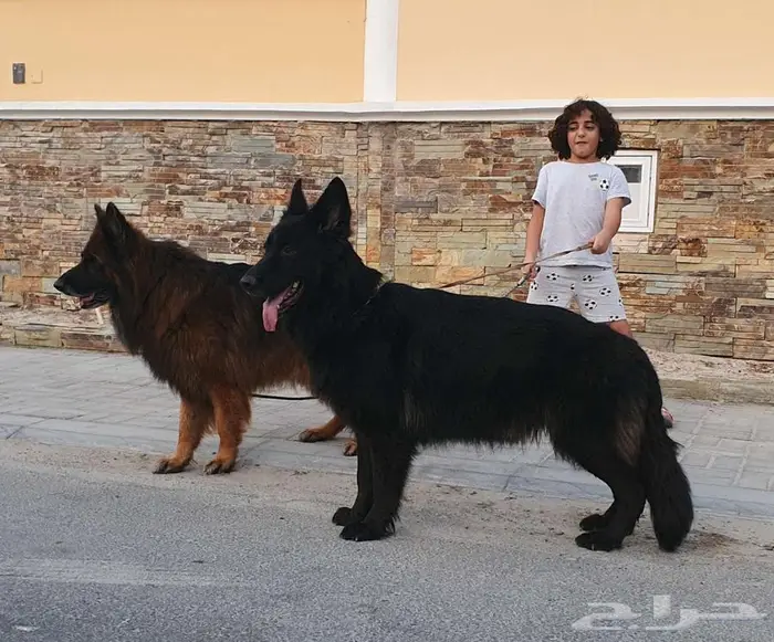 انثى جيرمن شيبرد رويال بلاك لونق هير شو لاين منتجة 4