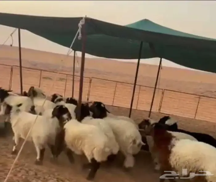 هرافي نعيم 2