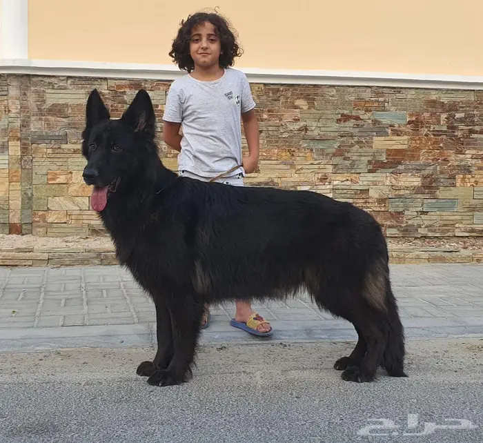 انثى جيرمن شيبرد رويال بلاك لونق هير شو لاين منتجة 9