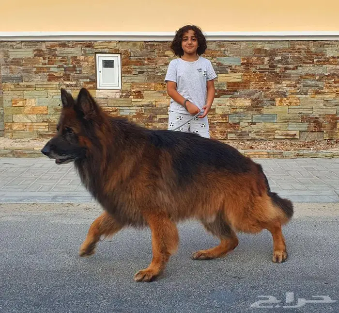 ذكر فحل جيرمن شيبرد اكسترا لونق هير 2