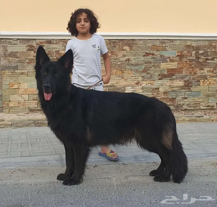 انثى جيرمن شيبرد رويال بلاك لونق هير شو لاين منتجة 1