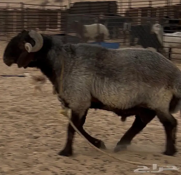 فحل مهجن للي يبي يطور مراحه 0