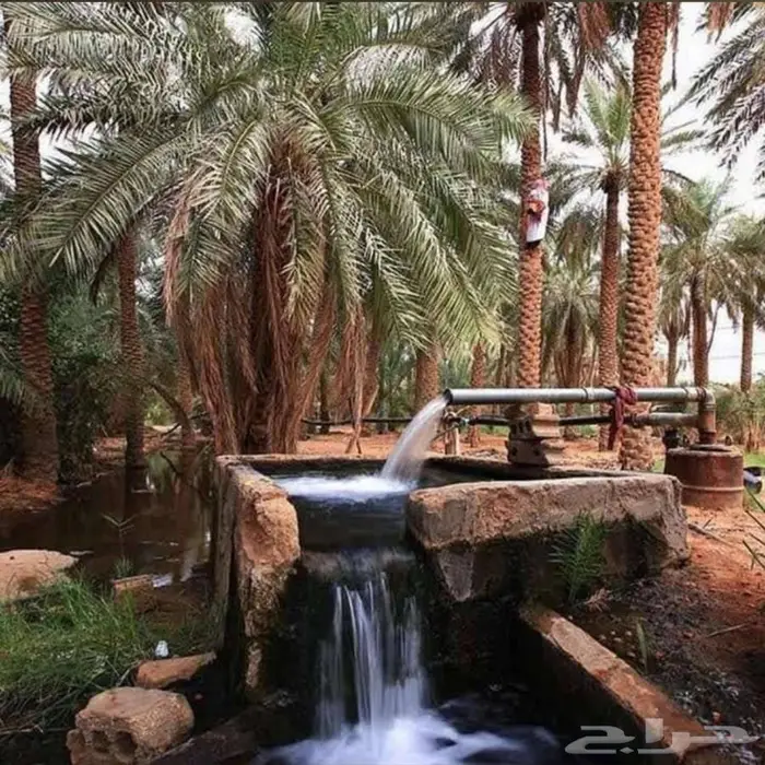 نخل بالخرج مجاني لوجه الله 8