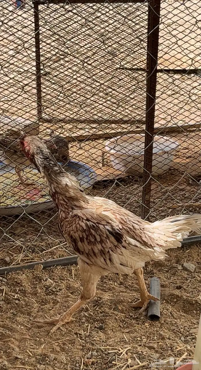 دجاجه باكستانيه 3