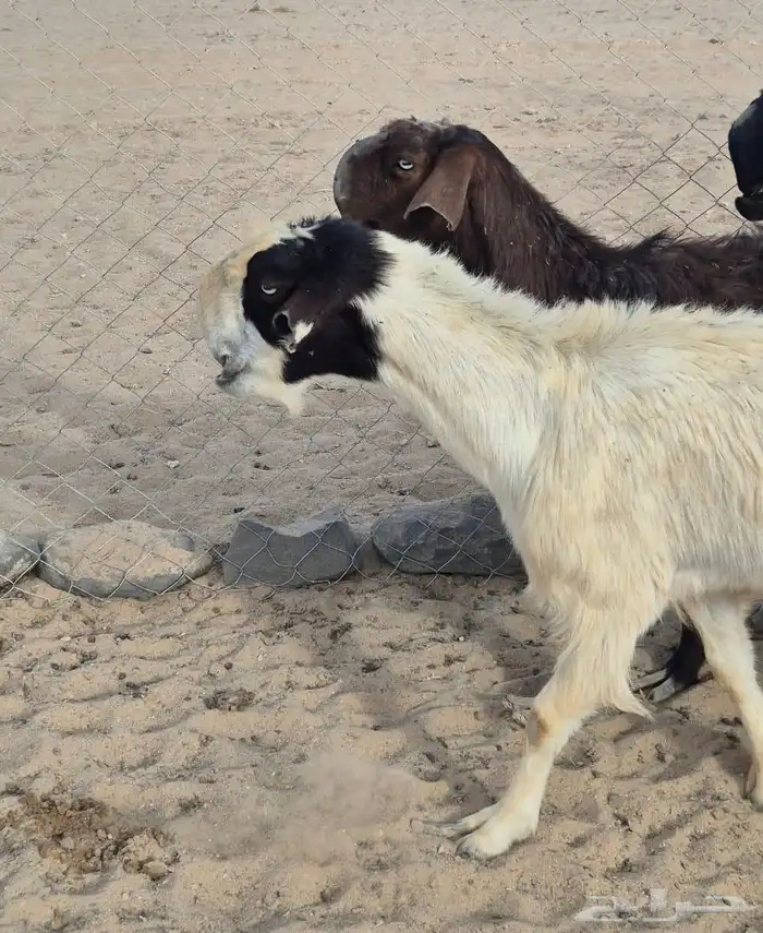 معزا شامية صنف وسلم تبارك الله سلالتهن طيبه ولهن مراكز 8