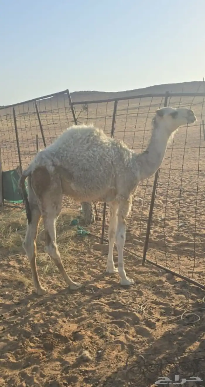 حشو حيران الموقع حائل 4