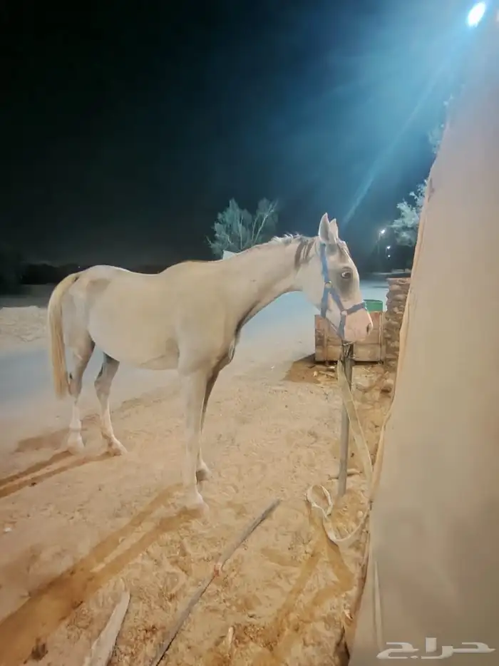 فرس شعبيه 1