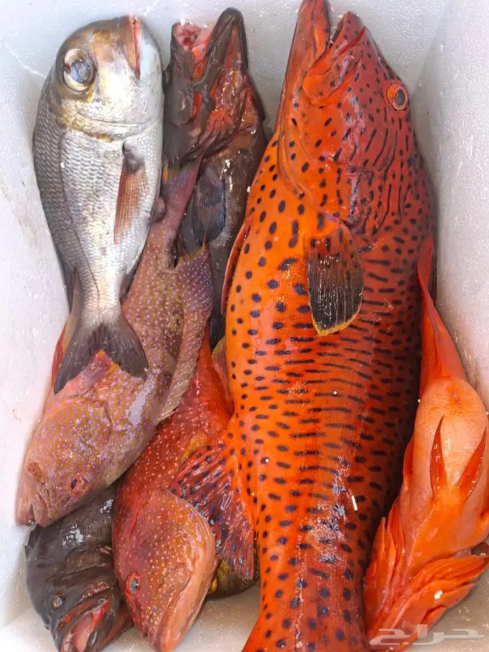 رحلات بحرية خور بياضة صيد 5