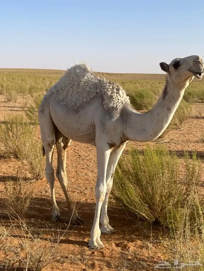 قعود للبيع قعودين شرط بريات ترعا وترضع امتها 1