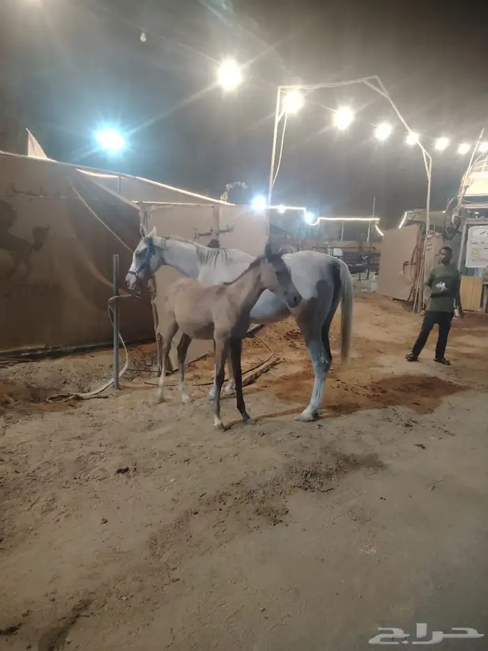 فرس شعبيه 4