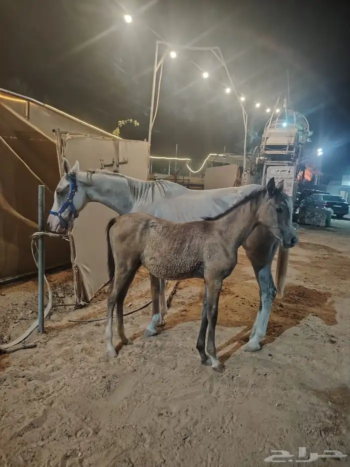 فرس شعبيه 6