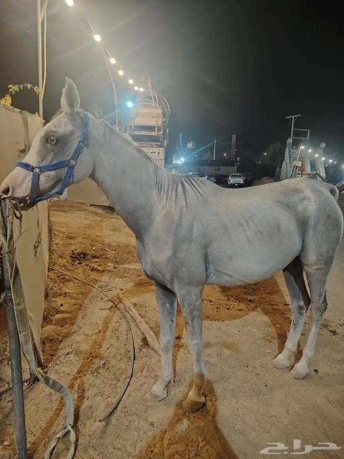 فرس شعبيه 0