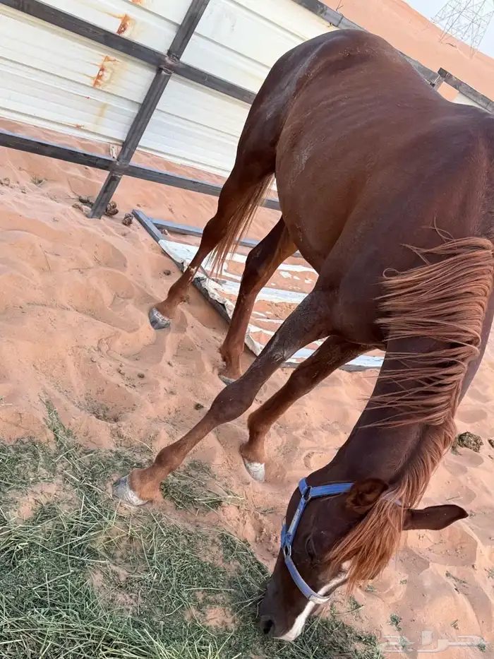 خيل شعبي 6