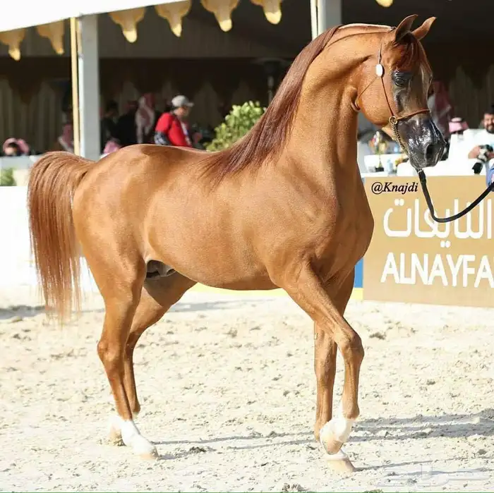 مهرة فاخرة 0