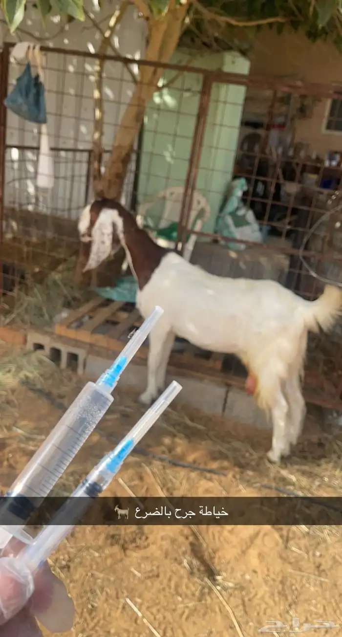 فحص الضريع سونار للأغنام طبيب بيطري 4