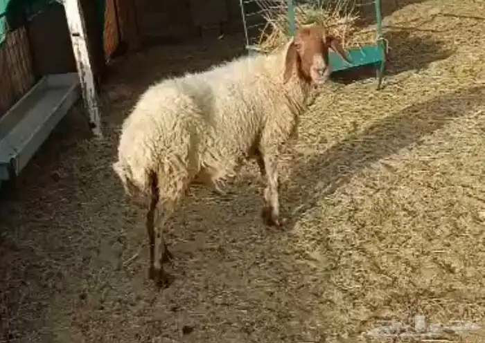 نعيمية مضرع 0
