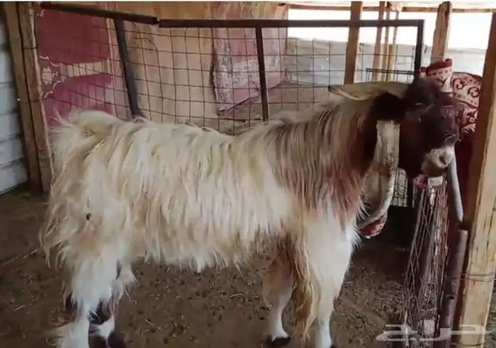 فحل مطور خصم صنف 1