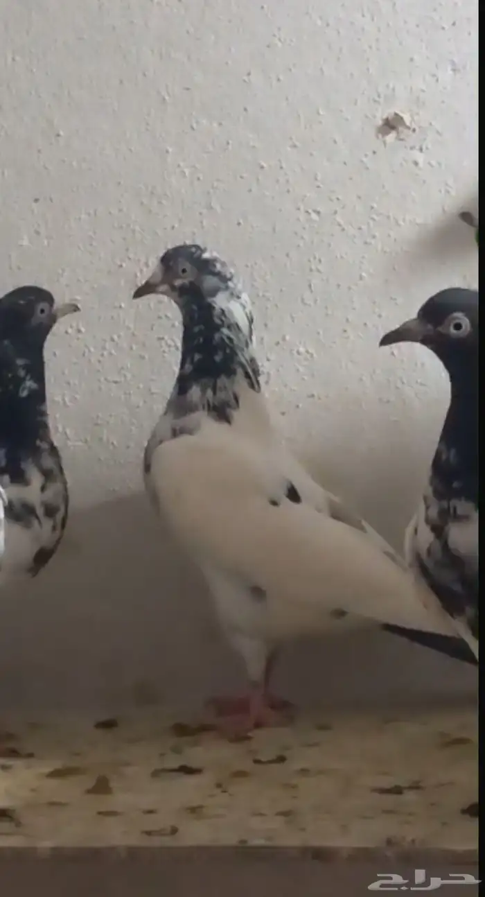 تيدي رام بوري جونسرا 5