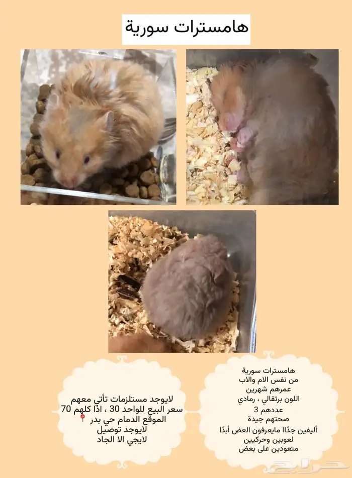 هامسترات سورية اليفين للبيع 0