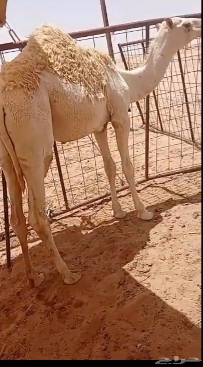 حاشي لباني 0