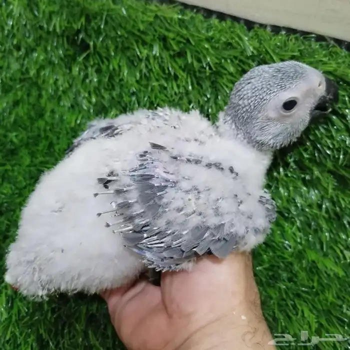 فروخ كاسكو انتاج محلي (تم البيع) 0