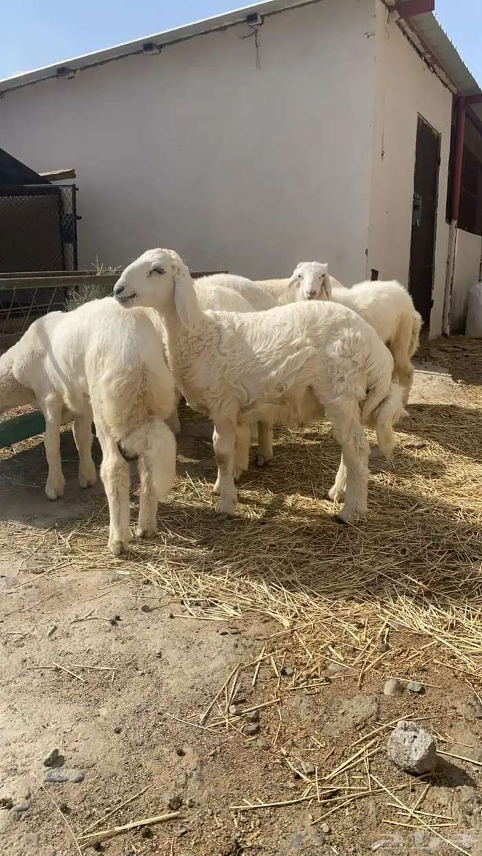 طليان للبيع 1