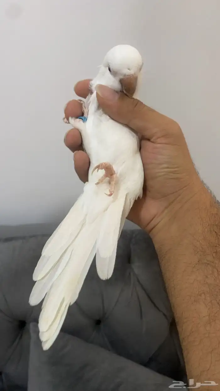 كويكر البينو 4