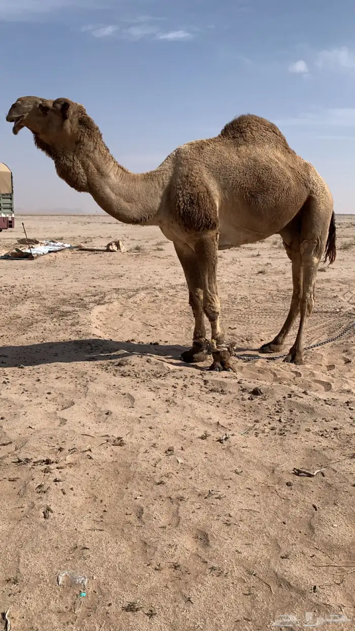 بعير دبياني فحل 0