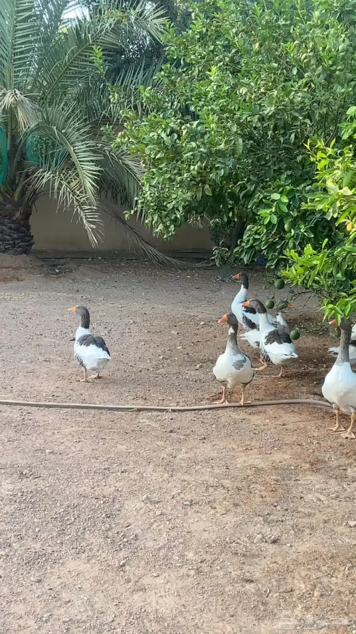 وز بلدي للبيع عدد 3