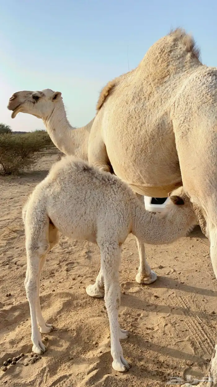ابل خلفات كفو 0