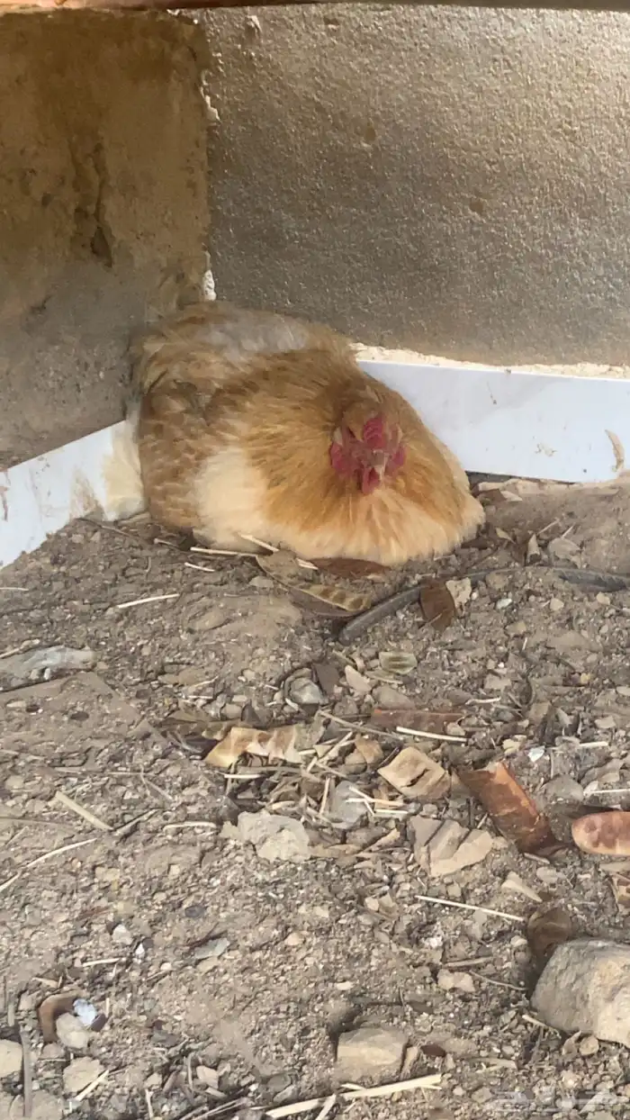 دجاج براهما فاخر 9
