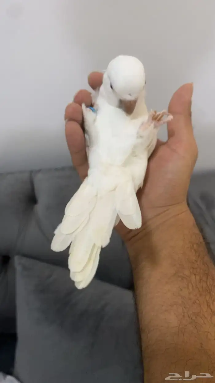 كويكر البينو 3