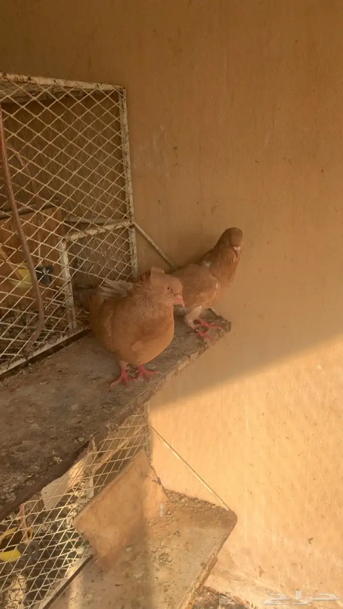 حمام مصري اناثي 0