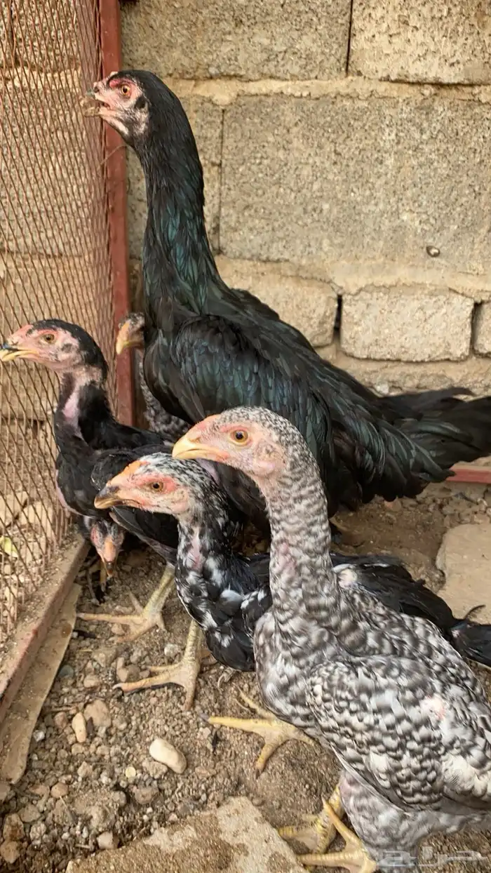 دجاجه سنديه عليها 5 فروخ 3