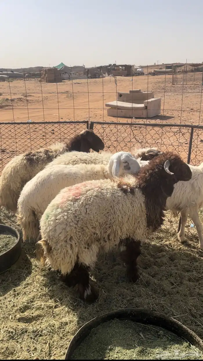 للبيع نعيم العدد 4خروفين ورخلين 0