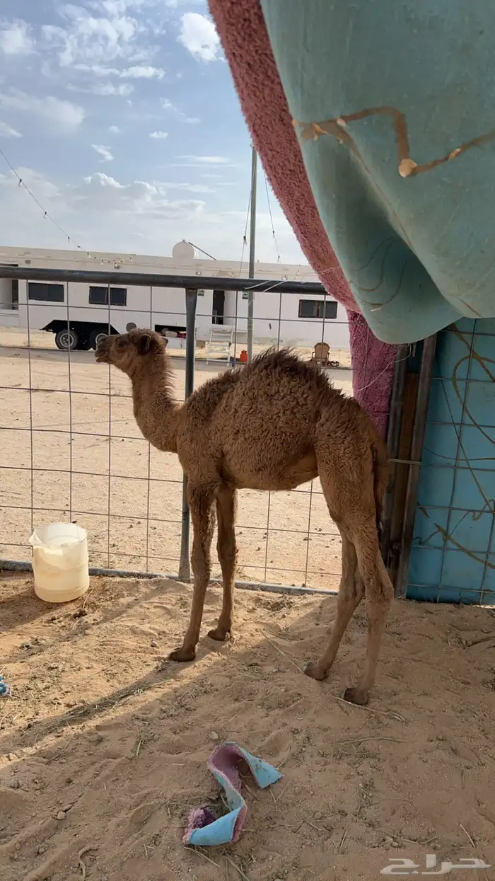 خلفه ثنيه معها بكره 3